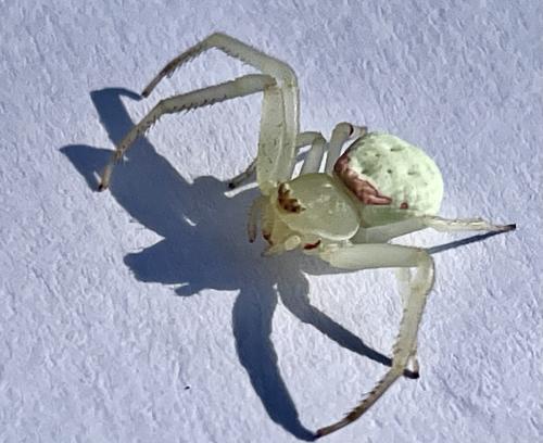 Misumena sp.